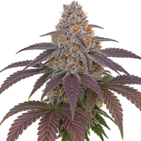 Purple 43 Cannabis Seeds