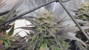 Purple Bush Cannabis Seeds