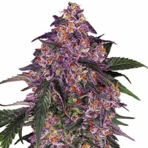 Purple Bush Cannabis Seeds