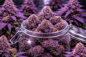 purple cannabis strains