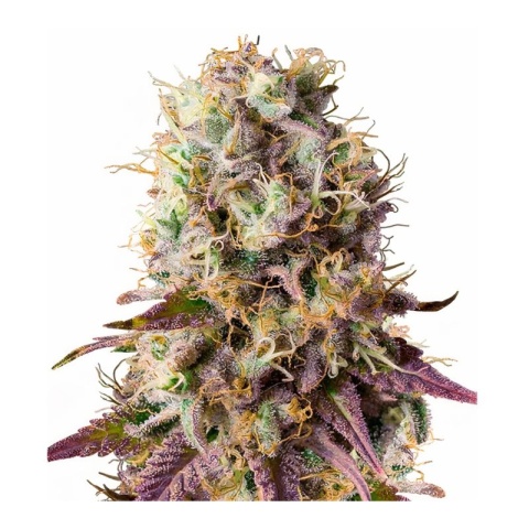 Purple Cotton Candy cannabis seeds