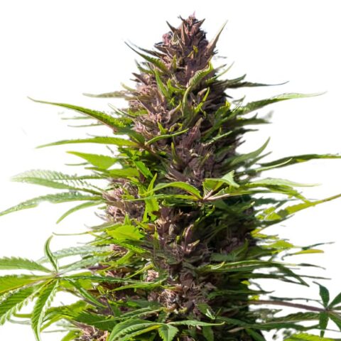 Purple Dragon Cannabis Seeds