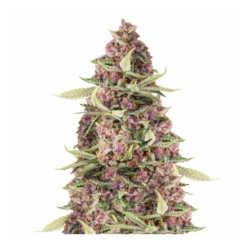 Purple Dream cannabis seeds