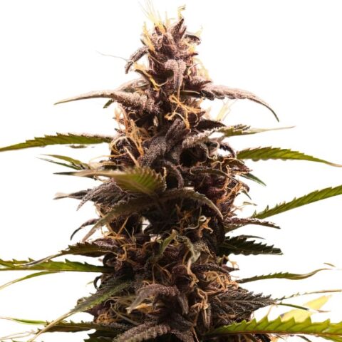 Purple Kush Cannabis Seeds