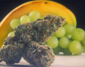 Purple Mr. Nice flavor