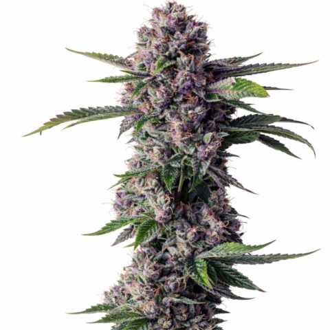 Purple People Eater Cannabis Seeds
