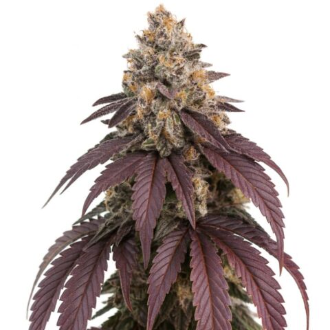 Close-up of a Purple Punch cannabis bud with frosty trichomes and dark purple fan leaves.