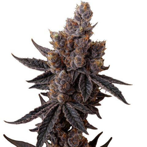 Close-up of a Purple Star cannabis bud with dark purple flowers, frosty trichomes, and deep violet leaves.