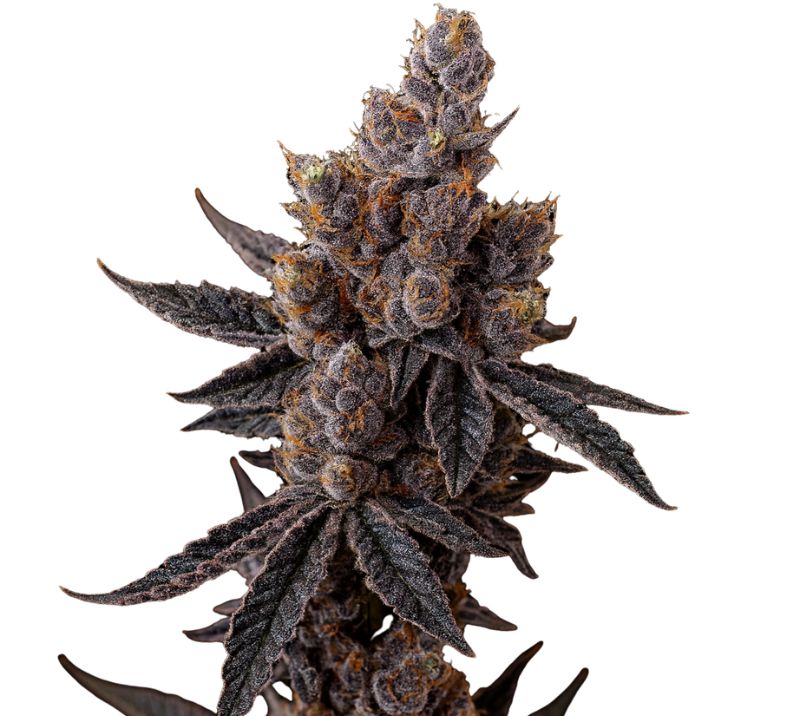Close-up of a Purple Star cannabis bud with dark purple flowers, frosty trichomes, and deep violet leaves.