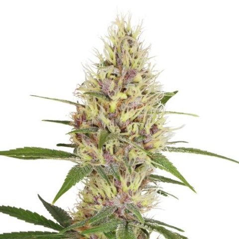 Purple Trainwreck cannabis seeds