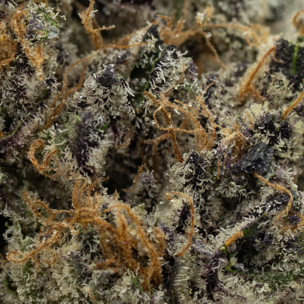 Purple Voodoo trichomes