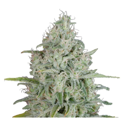 Quantum Kush cannabis seeds
