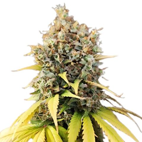 Quin-N-Tonic Cannabis Seeds