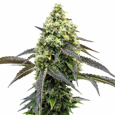 RS11 Cannabis Seeds