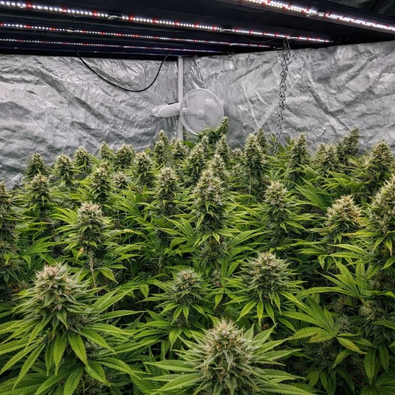 Rainbow Jones Grow Room