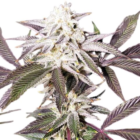 Rare Darkness Cannabis Seeds