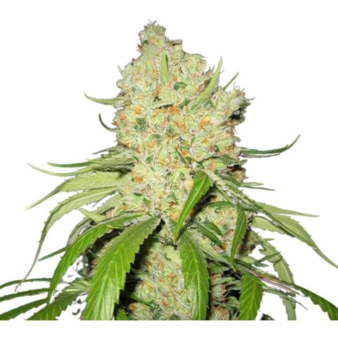 Raskal OG cannabis seeds