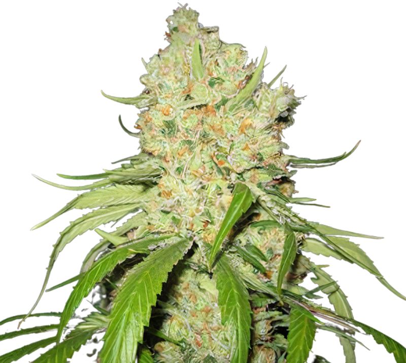 Raskal OG cannabis seeds