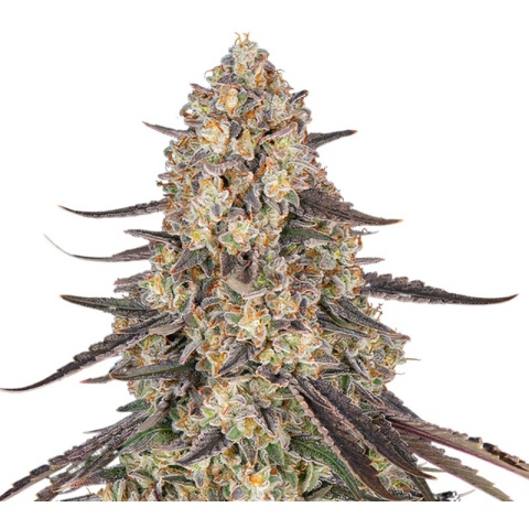 Raspberry Cough Kush Cannabis Seeds