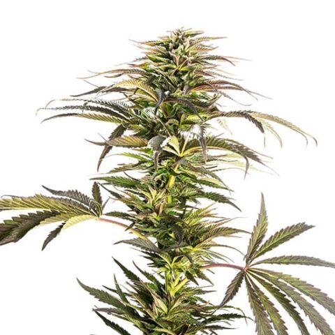 Ray Charles Cannabis Seeds