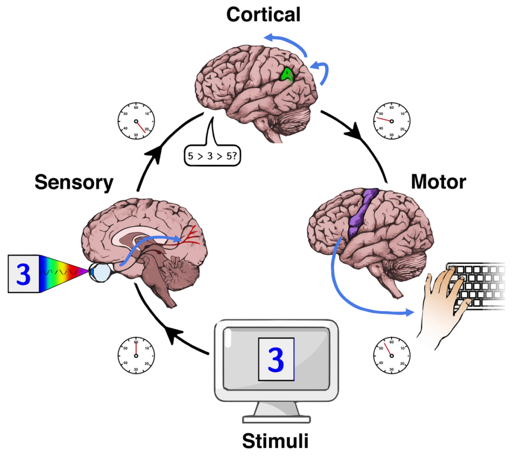Reaction time stages