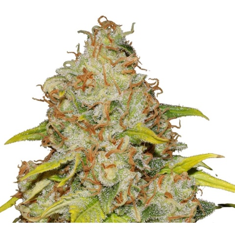 Reclining Buddha Cannabis Seeds