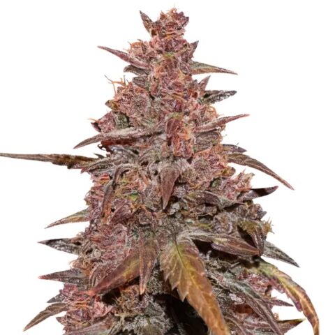 Red Congolese Cannabis Seeds