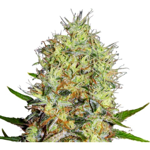 Red Dwarf Cannabis Seeds