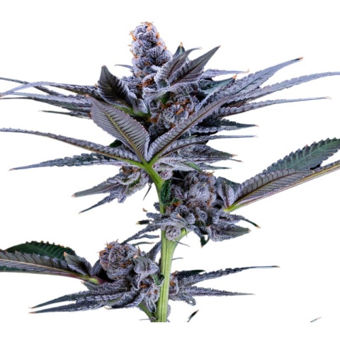 Red Widow Cannabis Seeds