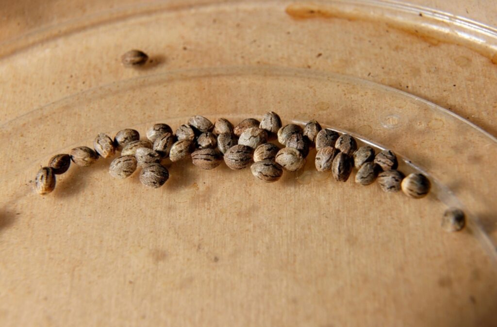 regular cannabis seeds