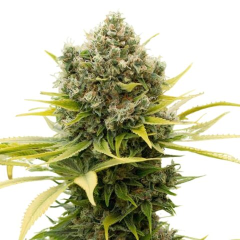 Remedy CBD Cannabis Seeds