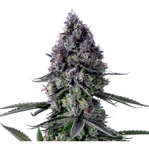 Remedy Cannabis Seeds