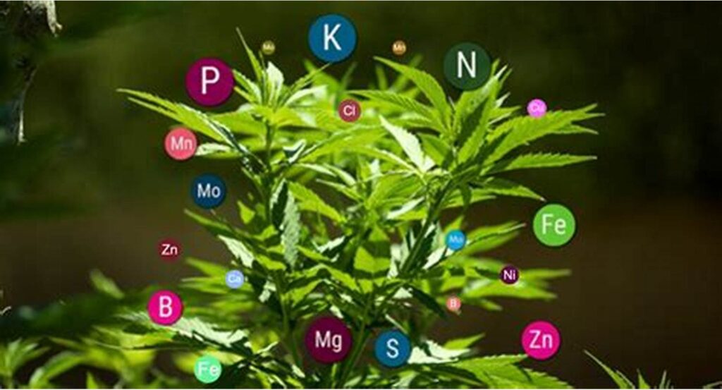 Remo Chemo nutrients