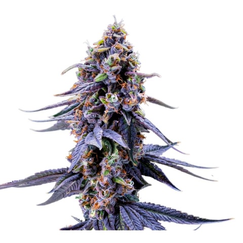 Rene Mist Cannabis Seeds