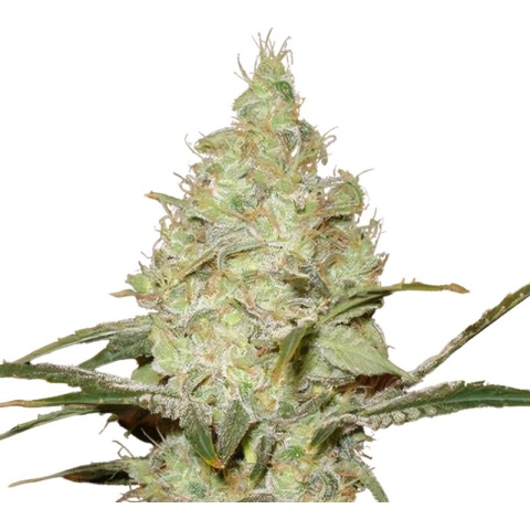 Reserve L.A.K. Federal Cannabis Seeds