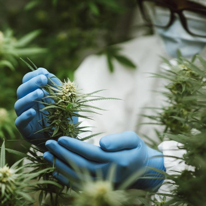 Restrictions on Growing and Using Cannabis Strains in the Medical Field