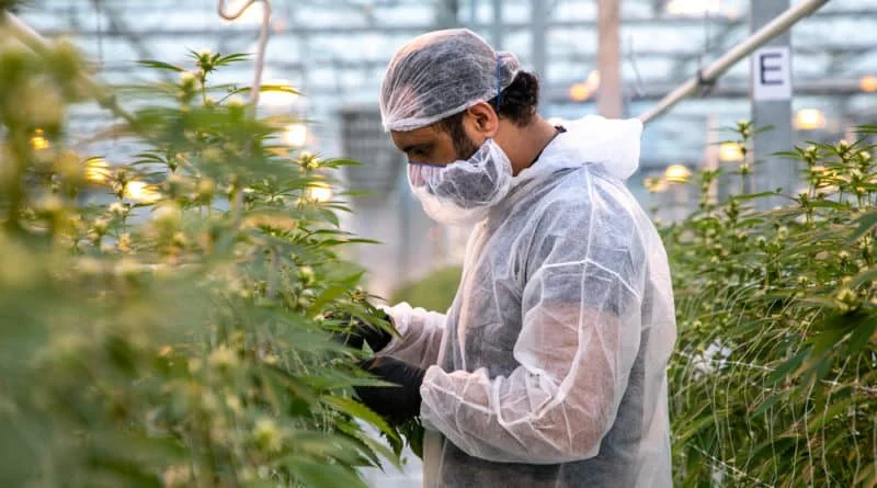 Restrictions on Growing and Using Cannabis in the Medical Field as a Last Resort