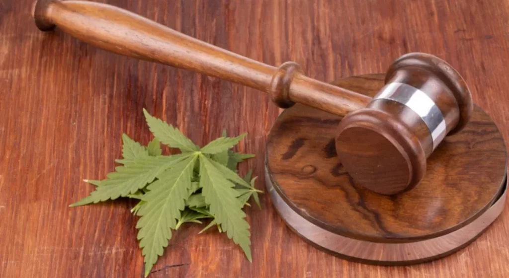 Restrictions on Using Silver Haze CBD in the Medical Field and as a Last Resort