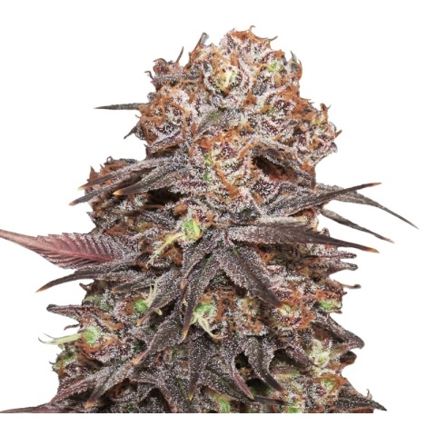 Rip City Purps Cannabis Seeds