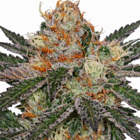 Ripped Bubba cannabis seeds