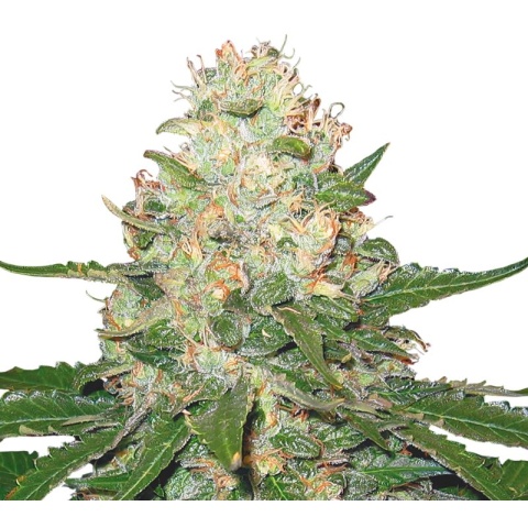 Rocklock Cannabis Seeds