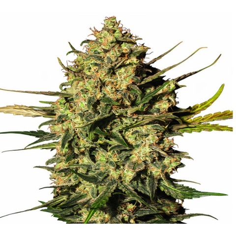 Rockstar Kush Cannabis Seeds