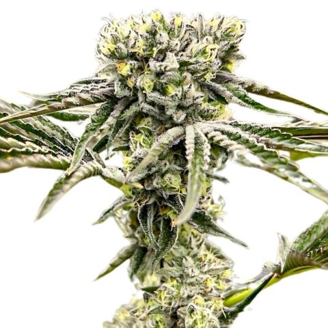 Rocky Mountain Blueberry Cannabis Seeds