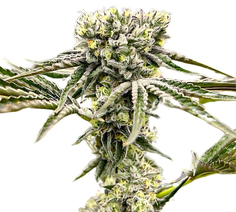 Rocky Mountain Blueberry Cannabis Seeds