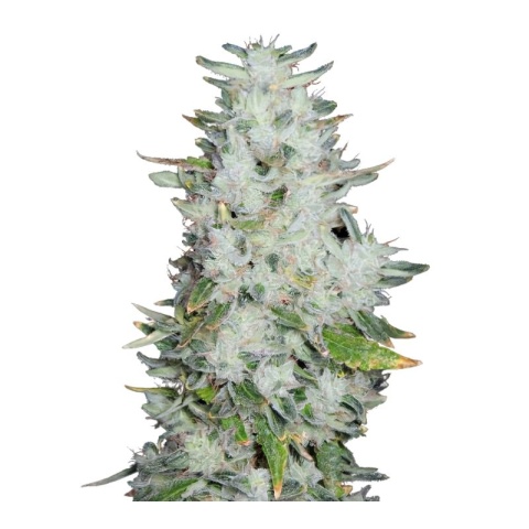 Romulan Cannabis Seeds