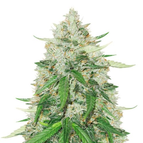 Royal Gorilla Cannabis Seeds