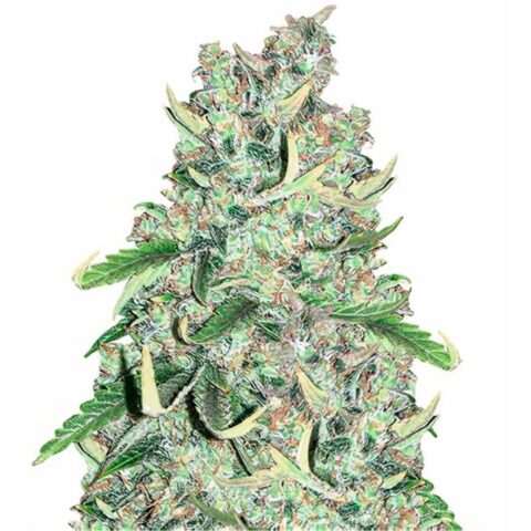 Royal Medic Cannabis Seeds