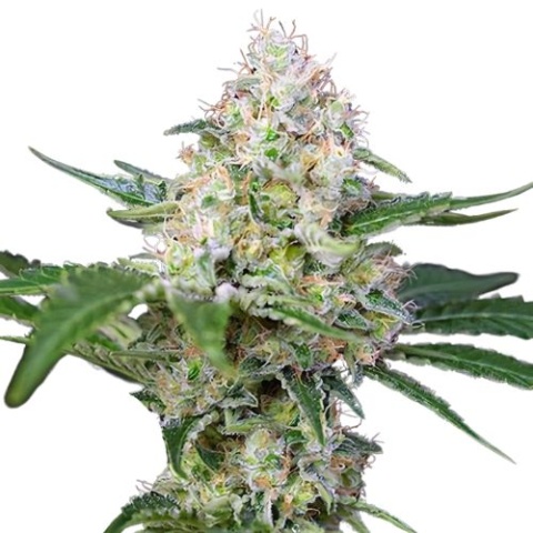 Runtz Cannabis Seeds