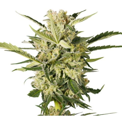 SFV OG Cannabis Seeds