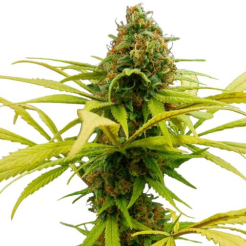 Sage N Sour Cannabis Seeds